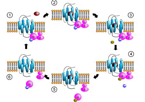 girk|Structural mechanism underlying G protein family